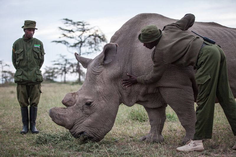 The Late Sudan: the Last Male Northern White Rhino of Its Kind | Getty Images Photo by Nichole Sobecki for The Washington Post