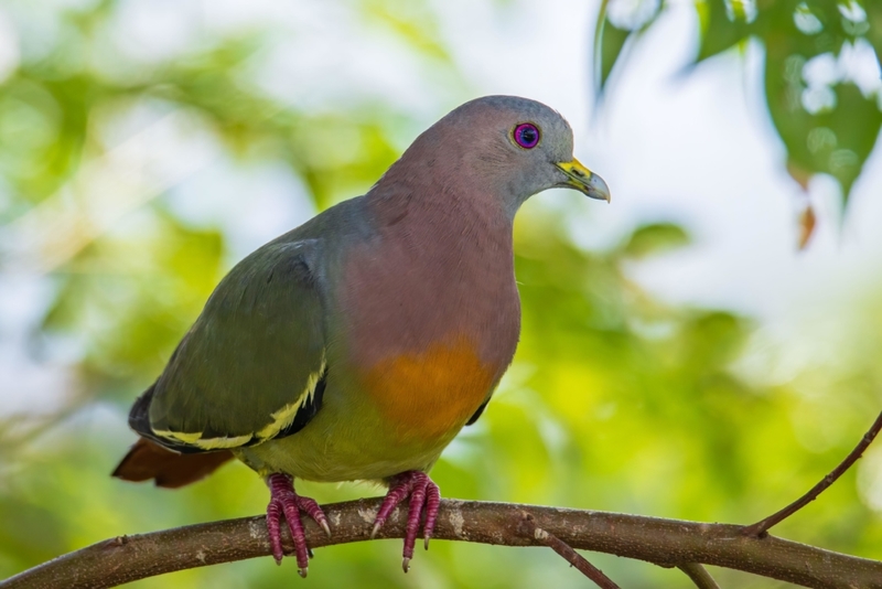 The Pink-necked Green Pigeon of Asia: Not Your Everyday ‘Flying Rat’ | Alamy Stock Photo by Alen Thien
