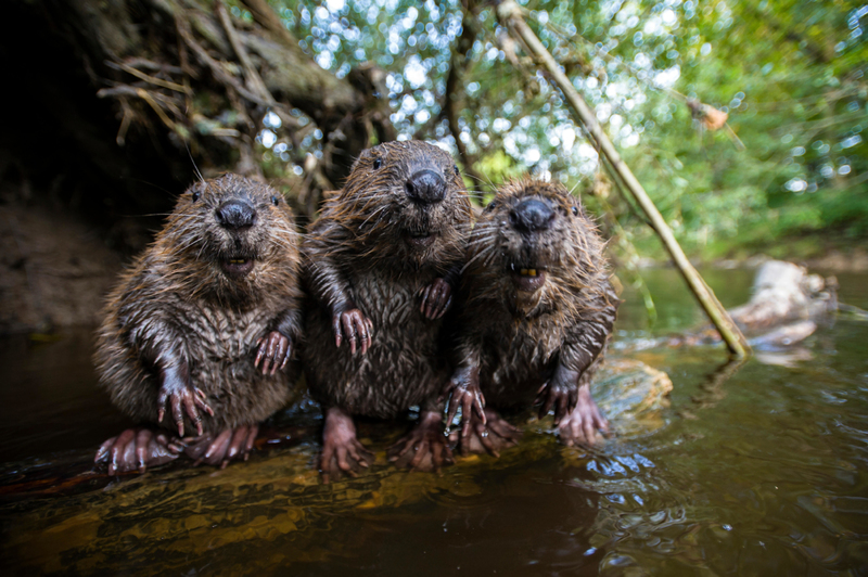 Three Beavers Sit Along the Water | Alamy Stock Photo by Arco/C. Kutschenreiter/Imagebroker