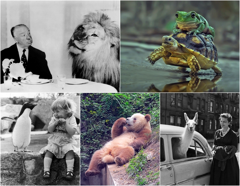 54 Captivating Animal Photos and Their Stories | Alamy Stock Photo by Allstar Picture Library Ltd/AA Film Archive & Media Drum World & Trinity Mirror/Mirrorpix & Getty Images Photo by Visual China Group & Three Lions 