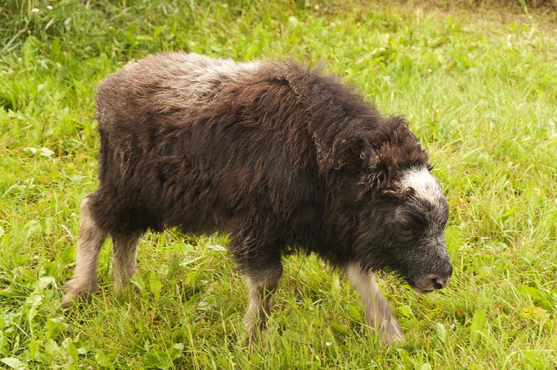 A Trotting Baby Musk Ox | Getty Images Photo by John Elk