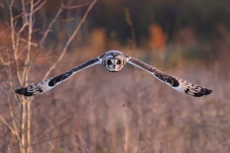 A Short-eared Owl Soars High in the Sky | Edwin Godinho/Shutterstock