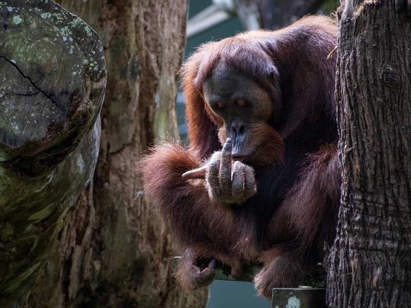 Orangutan Tells Us How He Really Feels | Daryl Chng/Shutterstock