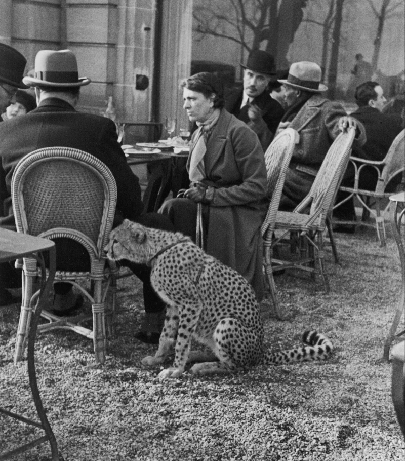 Woman Sits With Pet Cheetah by Her Side While Having Tea at a Café in Paris, 1932 | Getty Images Photo by Alfred Eisenstaedt/The LIFE Picture Collection