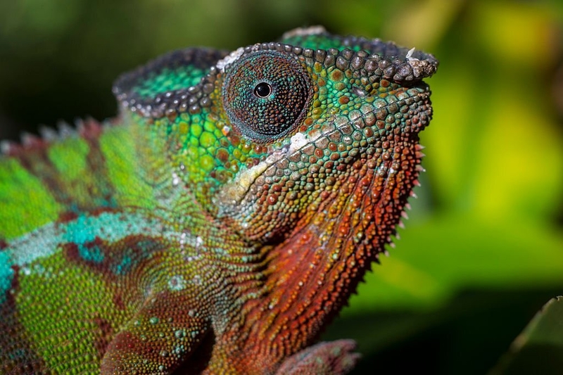 The Colorful Chameleon: More Than Meets the Eye | Getty Images Photo by Wolfgang Kaehler/LightRocket