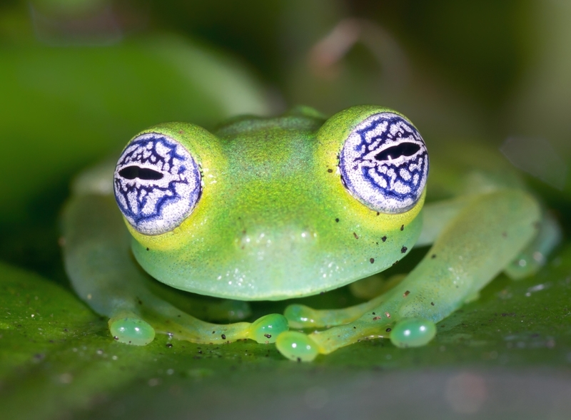 Look Deep Into My Eyes…The absolutely Mesmerizing Eyes of the Ghost Glass Frog | Alamy Stock Photo by Luis Louro