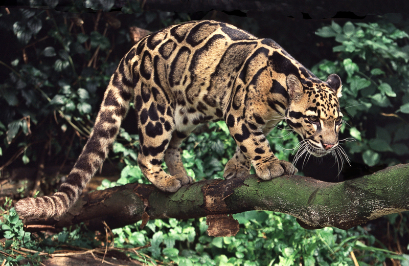 A Rare Shot of the Secluded Clouded Leopard | Alamy Stock Photo by Bill Attwell