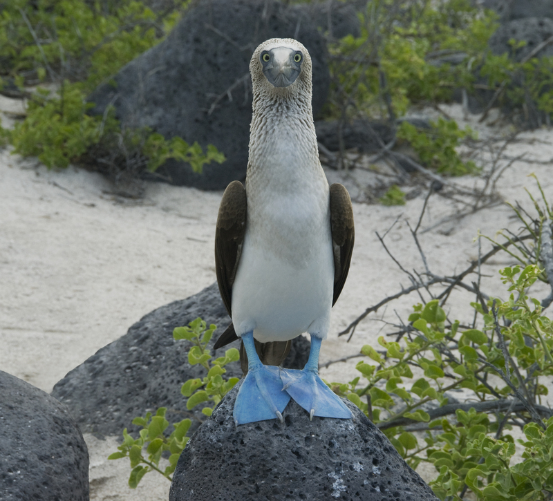 Whatchu’ Looking at, Blue Footed Booby? | Scenic Shutterbug/Shutterstock