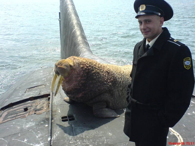 A Giant Walrus Takes a Nap Atop a Russian Submarine | Imgur.com/809H7ln