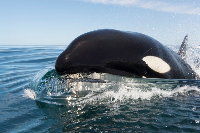 Walbeobachtung | Alamy Stock Photo
