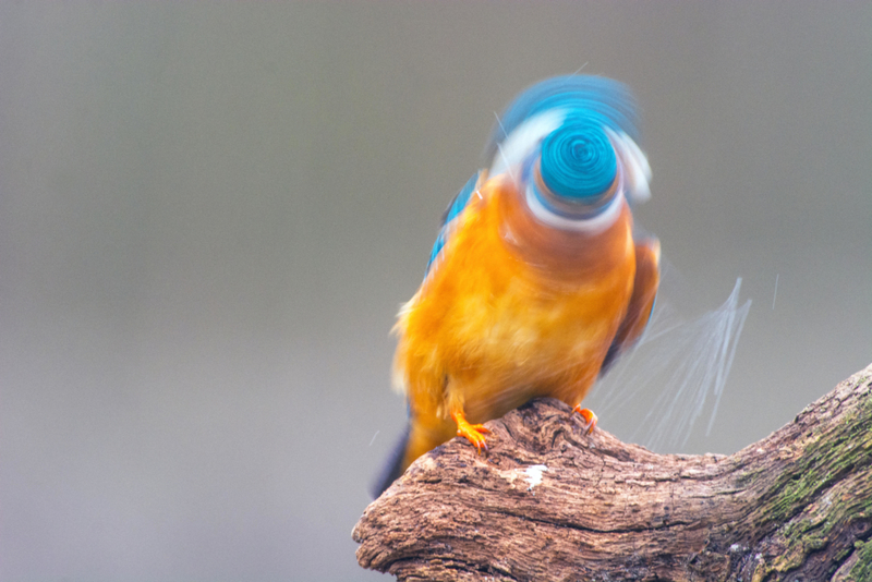 Wirbelnder Vogel | Alamy Stock Photo