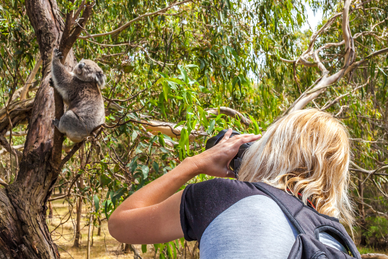 Sie nennen es einen Koalabären | Shutterstock Photo by Benny Marty