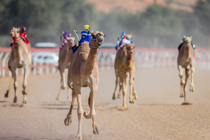 Es gibt Roboter-Kamel-Rennen in Dubai | Getty Images Photo by Mike Hook/SOPA Images/LightRocket 