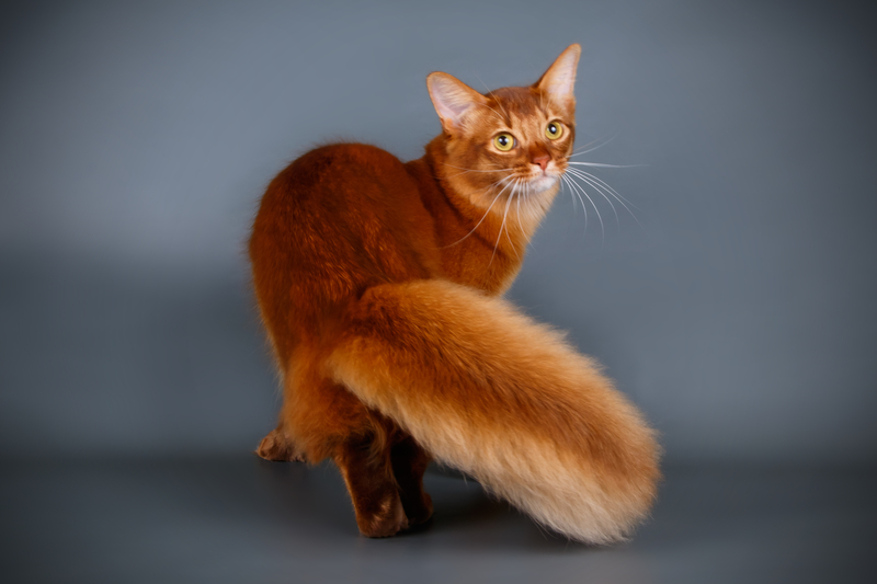 Quite the Foxy Kitty | Adobe Stock