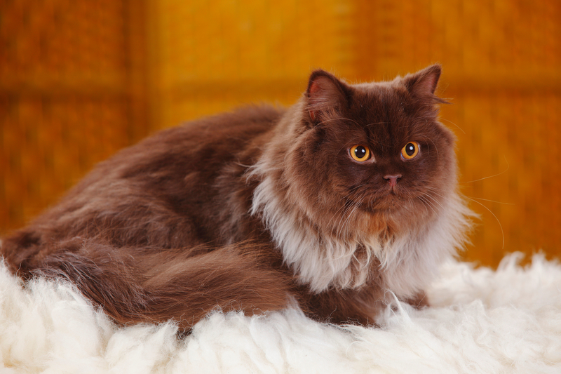 An Evil Genius's Cat | Alamy Stock Photo
