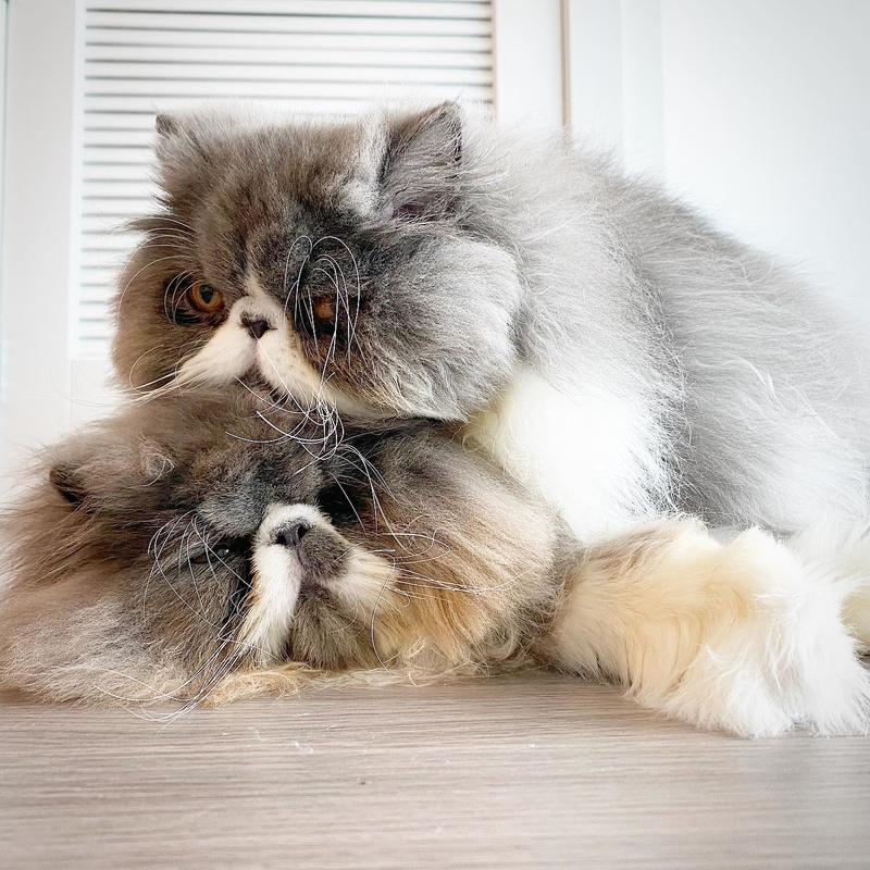 One of the First in the World | Instagram/@bourbonthepersian