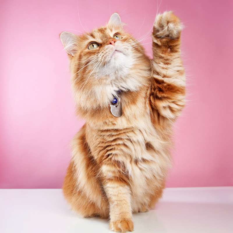 The Cat Without a Tail | Alamy Stock Photo