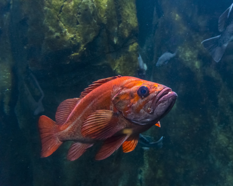 Pacific Ocean Perch | Getty Images Photo by Danita Delimont
