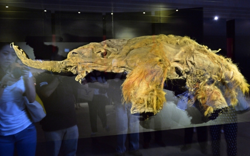 The Woolly Mammoth | Getty Images Photo by KAZUHIRO NOGI/AFP