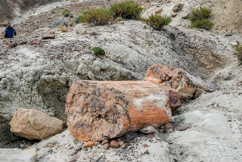 Petrified Fossils | Shutterstock