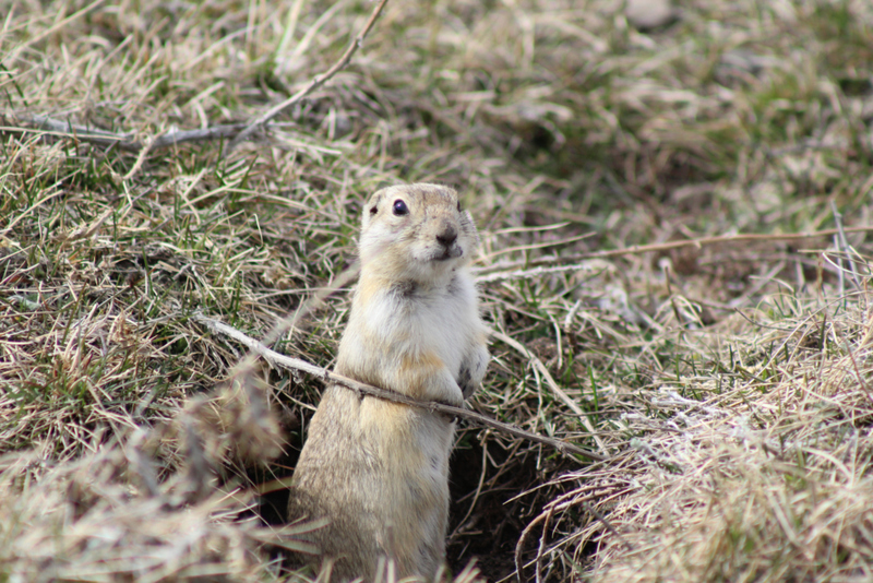 The Gopher Trap | Getty Images Photo by Mckenna_Ringwald