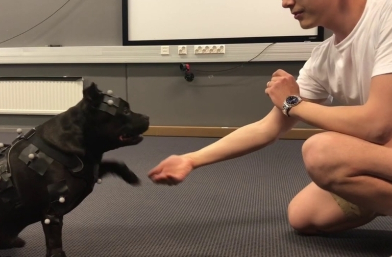 This Staffordshire Bull Terrier Helps Video-Game Animators | Twitter/@remedygames