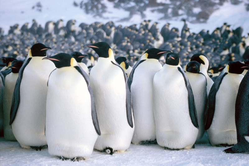 March of the Penguins | Alamy Stock Photo
