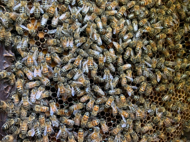 Bees, Bees, and More Bees | Facebook/@TheBartlettBeeWhisperer