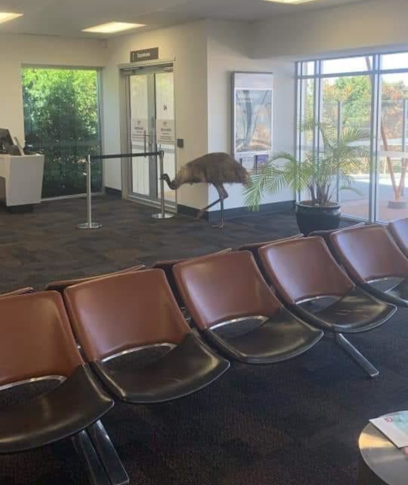Ein Emu am Flughafen | Reddit.com/kaptiankrunchy