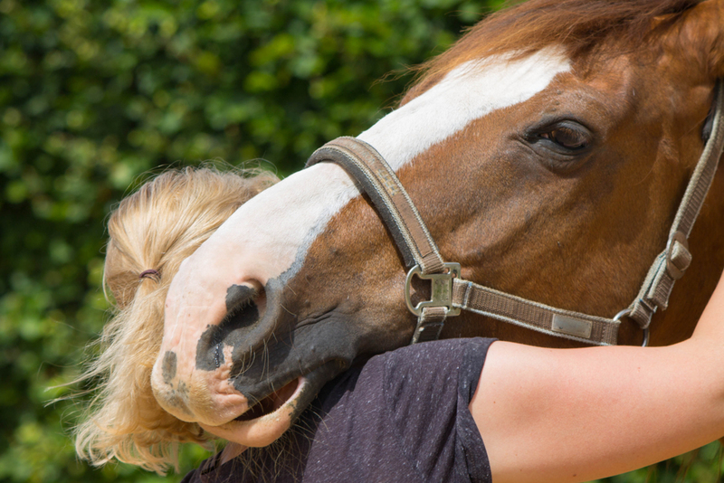 Alle außer dem Pferd | Shutterstock