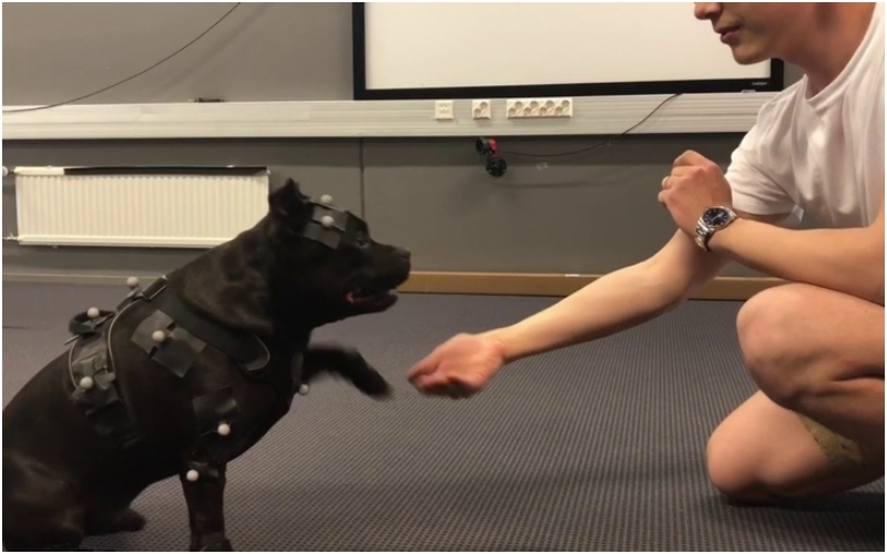 Dieser Staffordshire Bull Terrier hilft Videospiel-Animatoren | Twitter/@remedygames