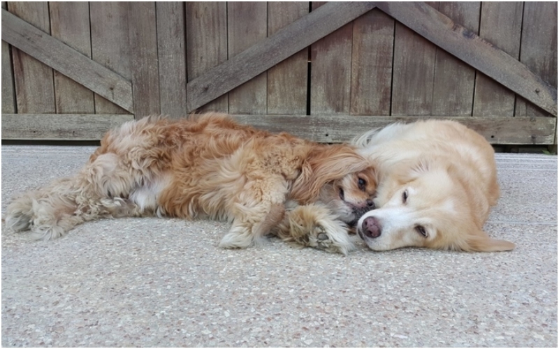 Dieser Golden Retriever ist ein Diensthund für einen blinden King-Charles-Spaniel | Facebook/@GingerAndKimchi