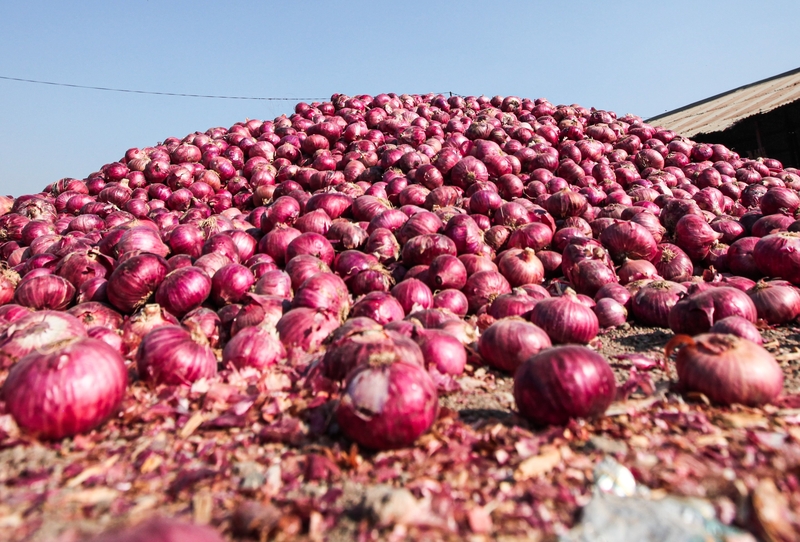 Kosuga Began Trading Onion Futures in Chicago | Shutterstock