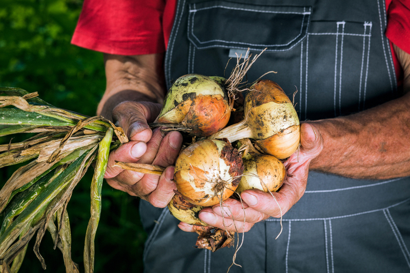 Onion Farming Is Still a Tough Business | Shutterstock