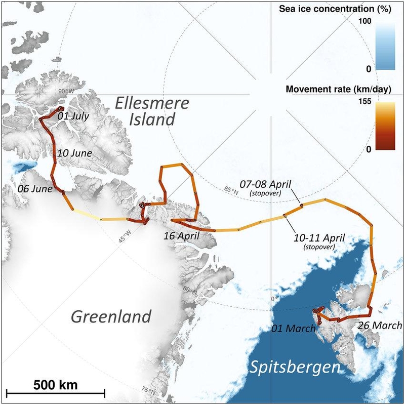An Arctic Fox’s Remarkable Journey | Reddit.com/prehistoric-beings