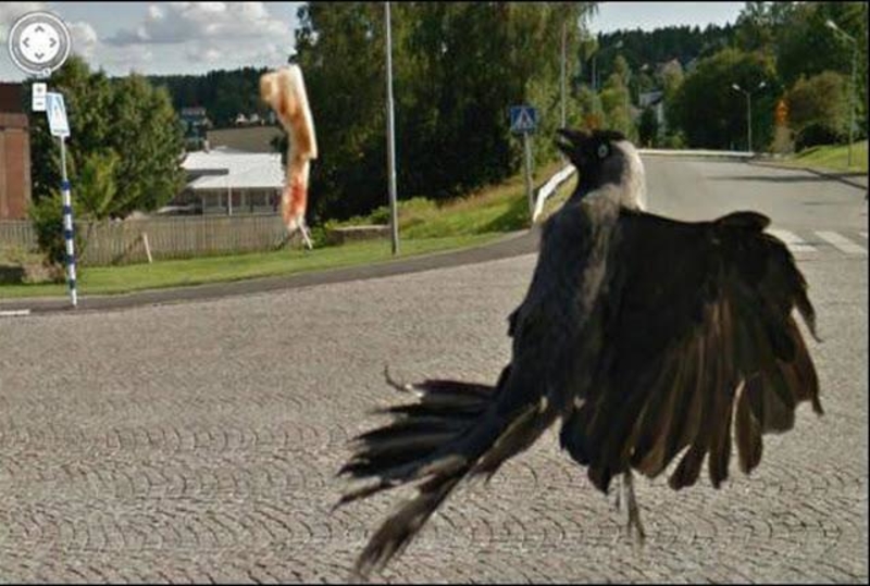 Contratiempos avícolas | Reddit.com/Aroonroon via Google Street View