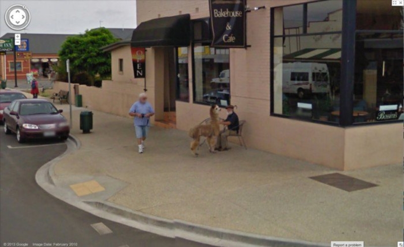 Yendo a tomar un café con tu amiga alpaca | Imgur.com/RWNnMEO via Google Street View