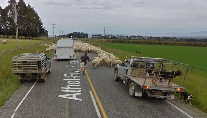 Huelga de ovejas | Reddit.com/General_Beefington via Google Street View