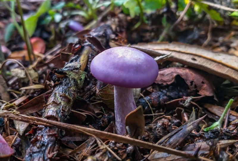 Ein magischer Pilz? | Alamy Stock Photo