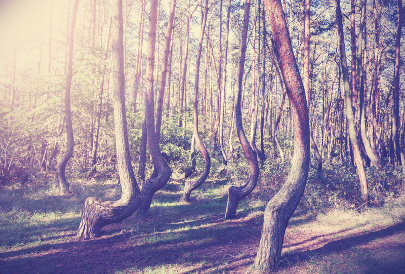 Verwachsene Bäume | Alamy Stock Photo