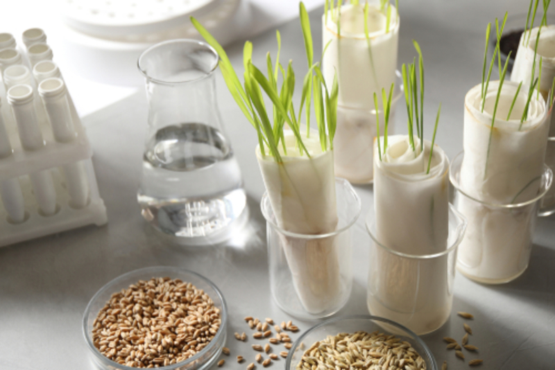 Paper Towels to Hydrate Plants | Shutterstock