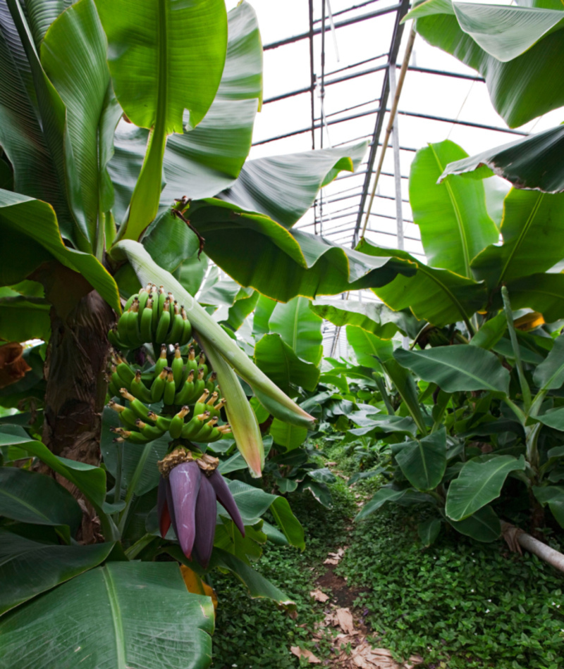 Island hat die größte Bananenplantage Europas | Alamy Stock Photo by COMPAGNON Bruno/SAGAPHOTO.COM
