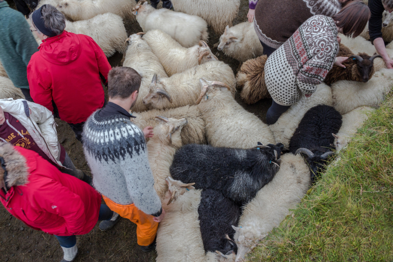 Die Schafpopulation in Island | Alamy Stock Photo by Kristinn Thorlaksson