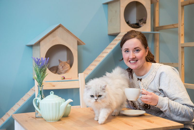 Das schottische Katzencafé | Alamy Stock Photo by IAN GEORGESON