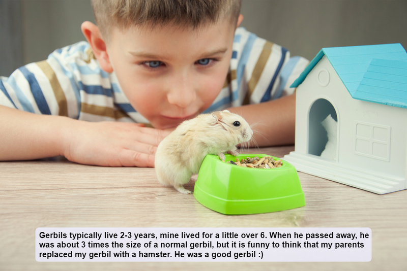 El roedor que vivió | Shutterstock