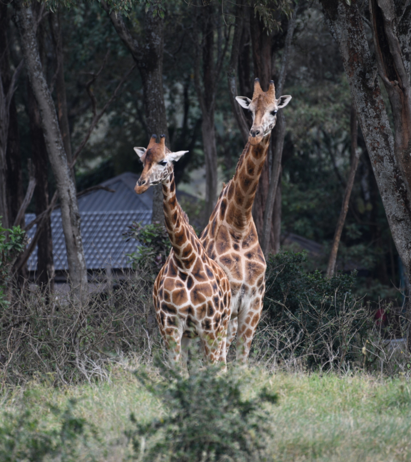 ¿Qué hace que las jirafas sean tan especiales? | Alamy Stock Photo by Stuart Manktelow