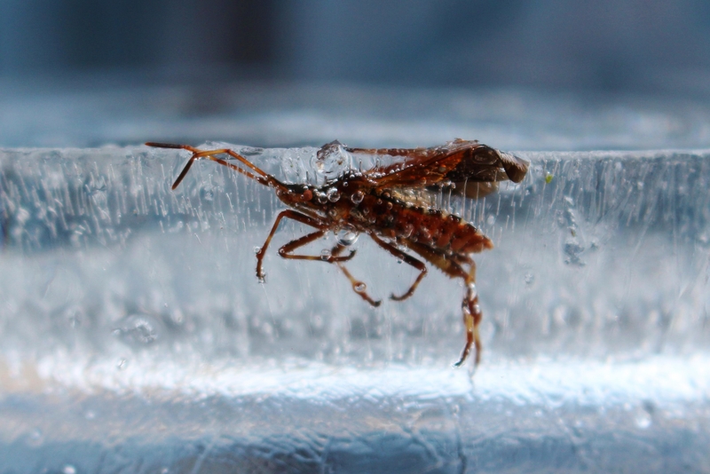 Eingefangenes Insekt | Alamy Stock Photo by Sophie Sullivan 