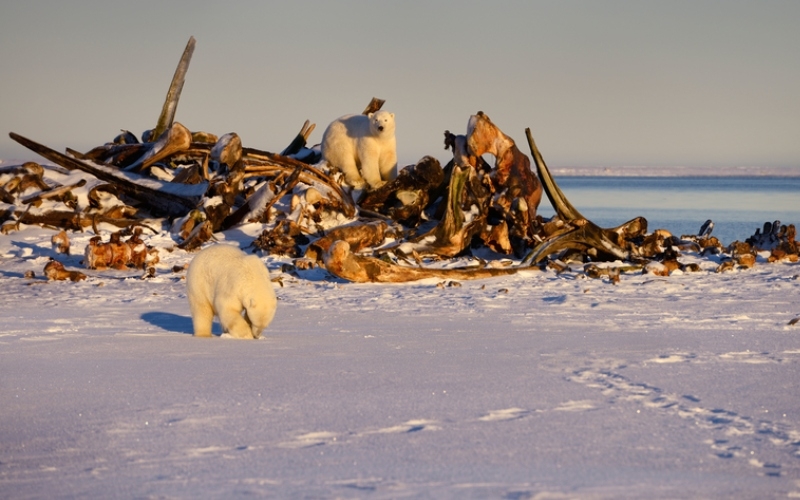 Eisbären durchwühlen Walfischknochen | Alamy Stock Photo by Gaertner