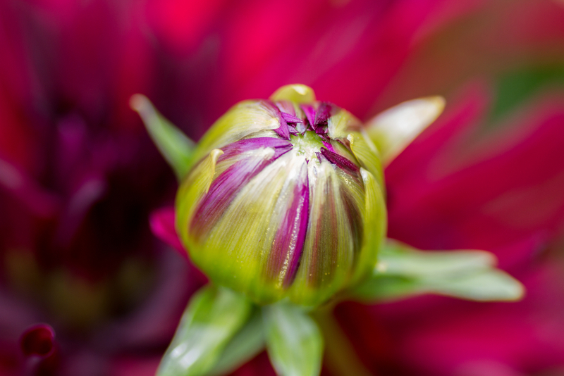 Blütenknospen | Shutterstock