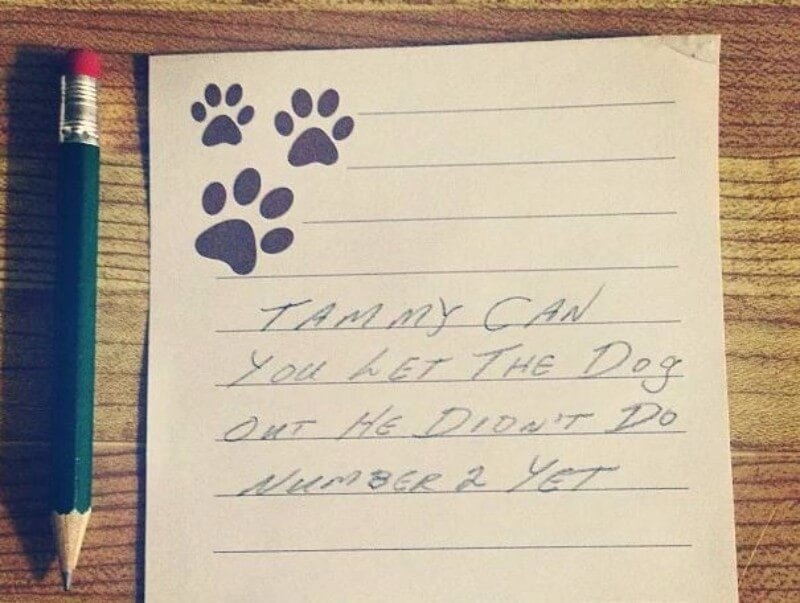Cuida bien al perro | Instagram/@tamara__la
